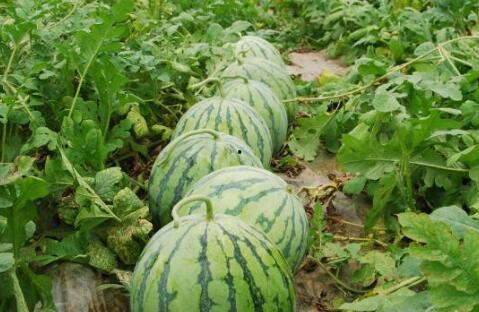 热门大瓜每日必吃大瓜合集,揭秘娱乐圈最新动态，一网打尽娱乐圈风云